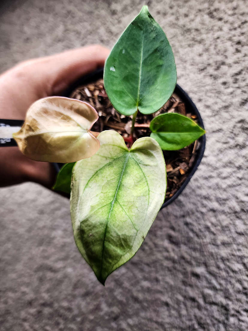 Anthurium Snowy Silver Hope