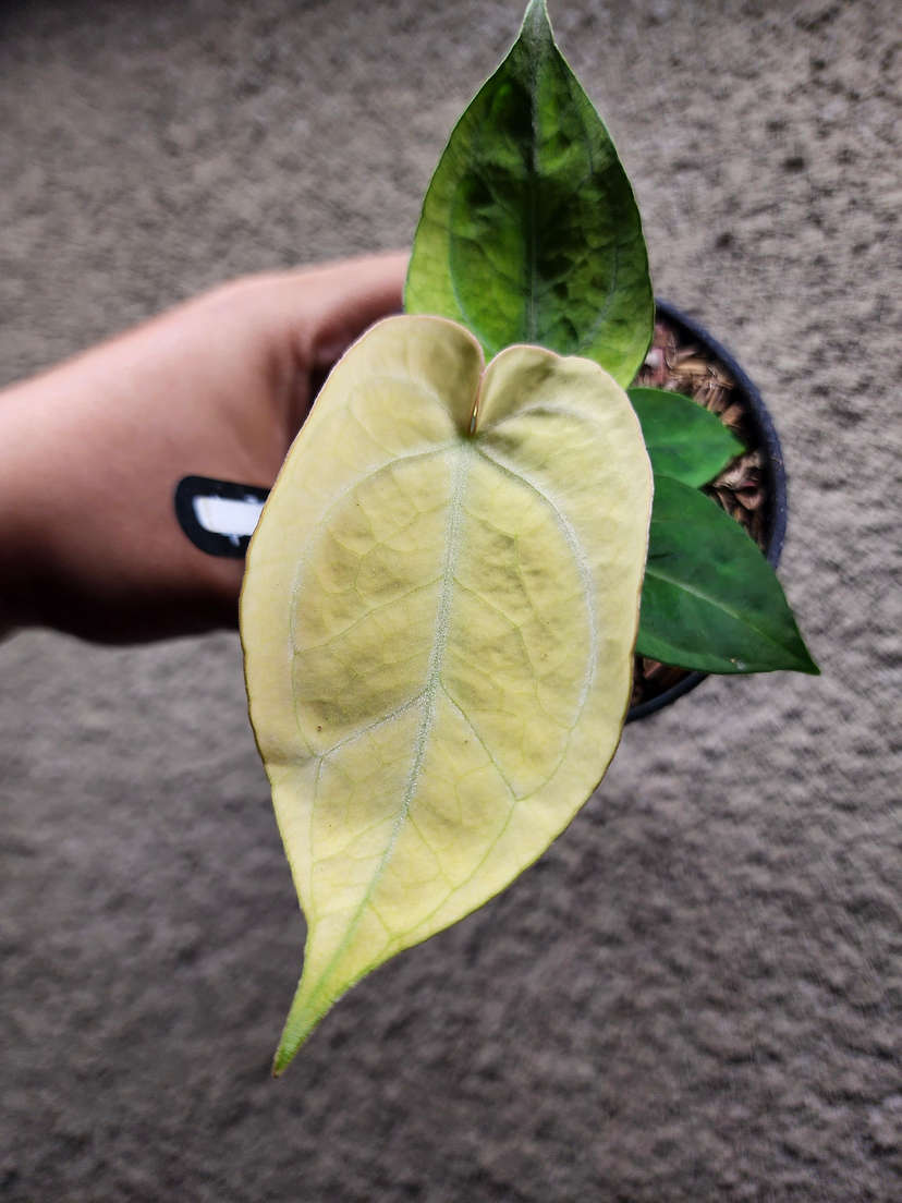 Anthurium Snowy Silver Hope
