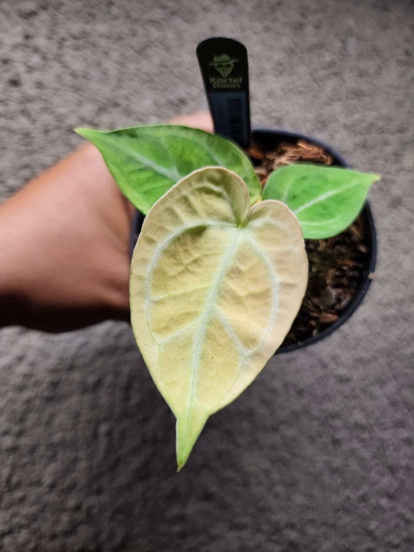 Anthurium Snowy Silver Hope