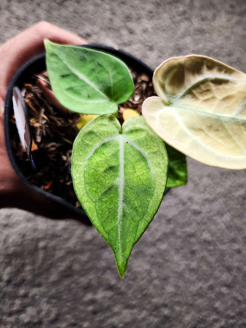 Anthurium Snowy Silver Hope
