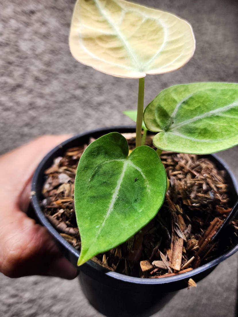 Anthurium Snowy Silver Hope