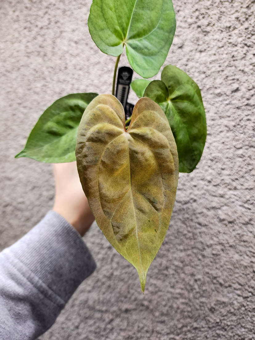 Anthurium Mojito Splash