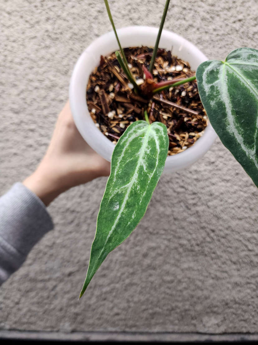 Anthurium Mutated HURC Bleeding Veins Elongated Form