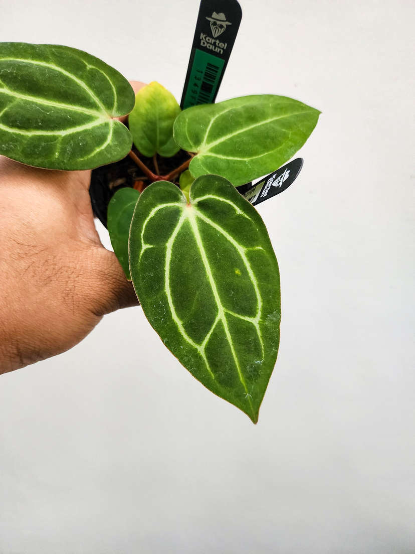 Anthurium Carlablackieae WU x HU/King of Spades Butterfly