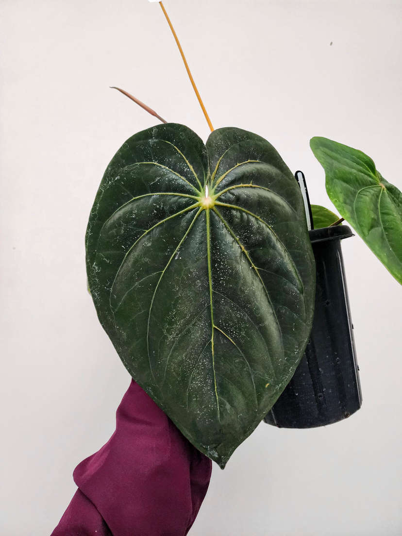 Anthurium HU/King of Spades x NSE Dressleri