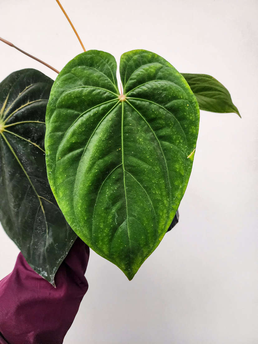 Anthurium HU/King of Spades x NSE Dressleri