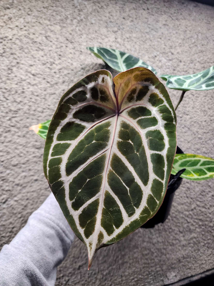 Anthurium Mojang Geulis Closed Sinus (Red Diamond)