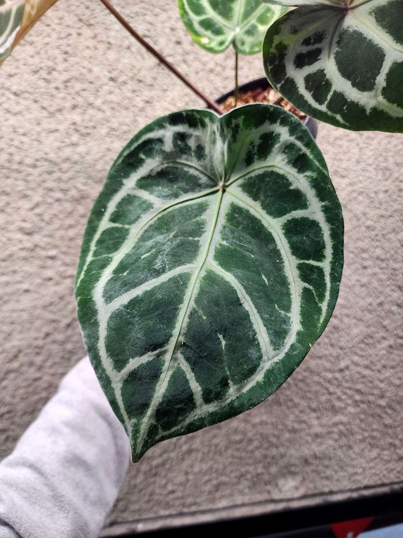 Anthurium Mojang Geulis Closed Sinus (Red Diamond)