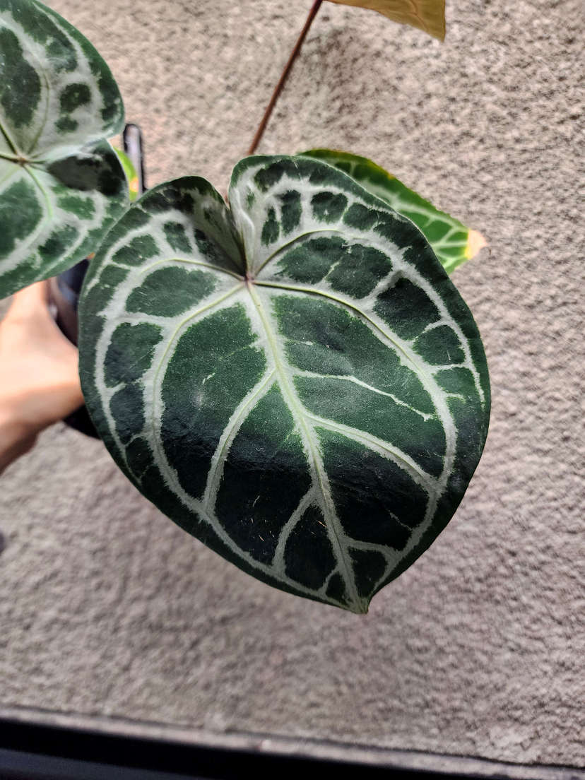 Anthurium Mojang Geulis Closed Sinus (Red Diamond)