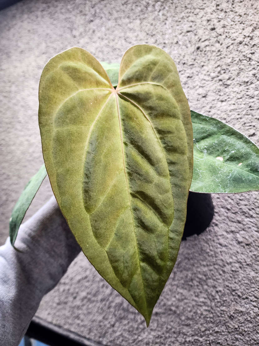 Anthurium Variegated Goliath x HURC
