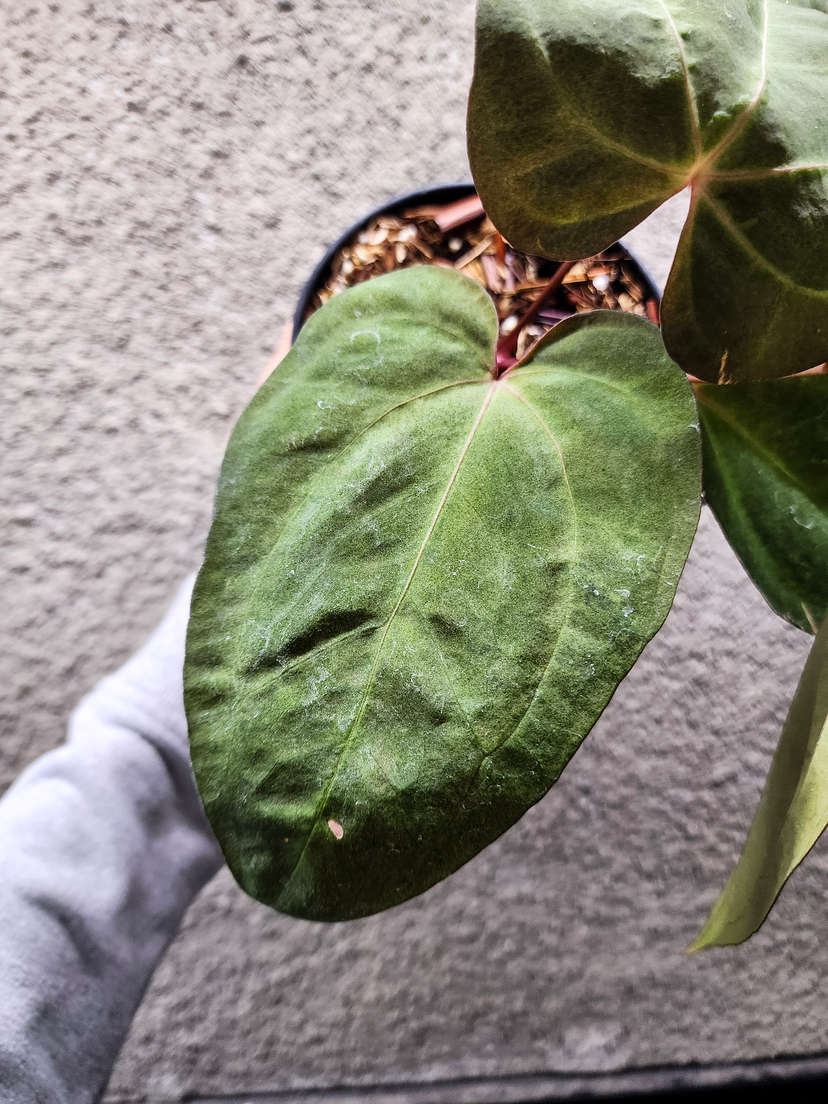 Anthurium Variegated Goliath x HURC