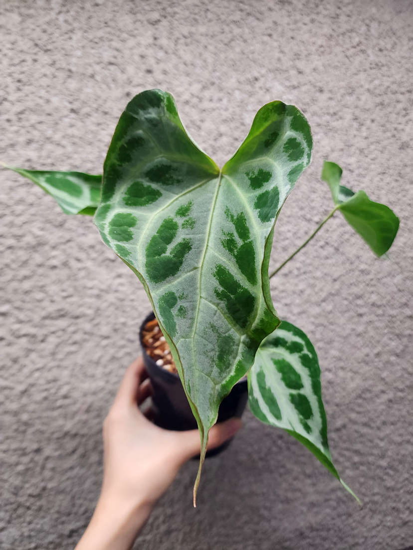 Anthurium Muchlis x Red Crystallinum