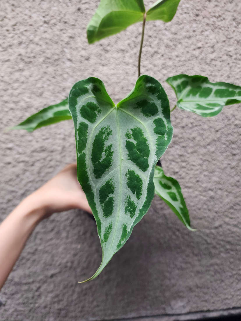 Anthurium Muchlis x Red Crystallinum