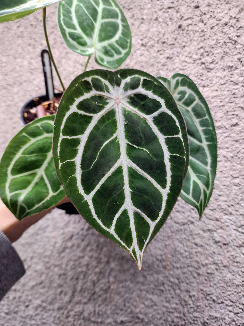 Anthurium Mojang Geulis Closed Sinus (Red Diamond)