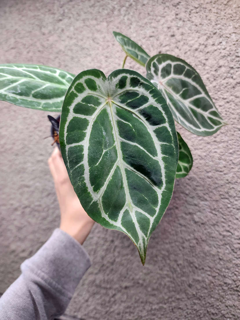 Anthurium Mojang Geulis Closed Sinus (Red Diamond)