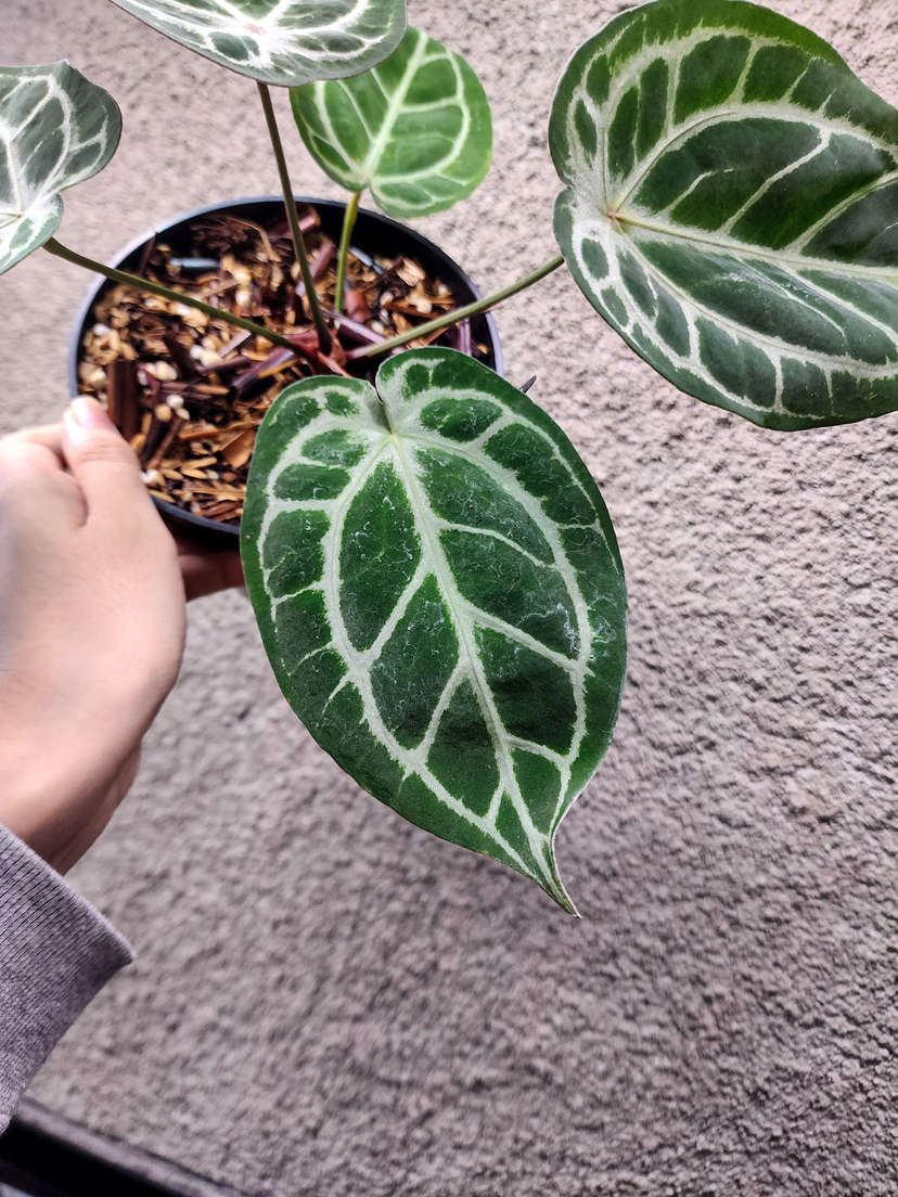 Anthurium Mojang Geulis Closed Sinus (Red Diamond)