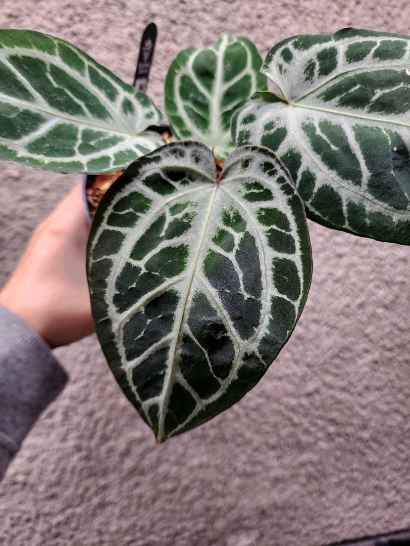 Anthurium Mojang Geulis
