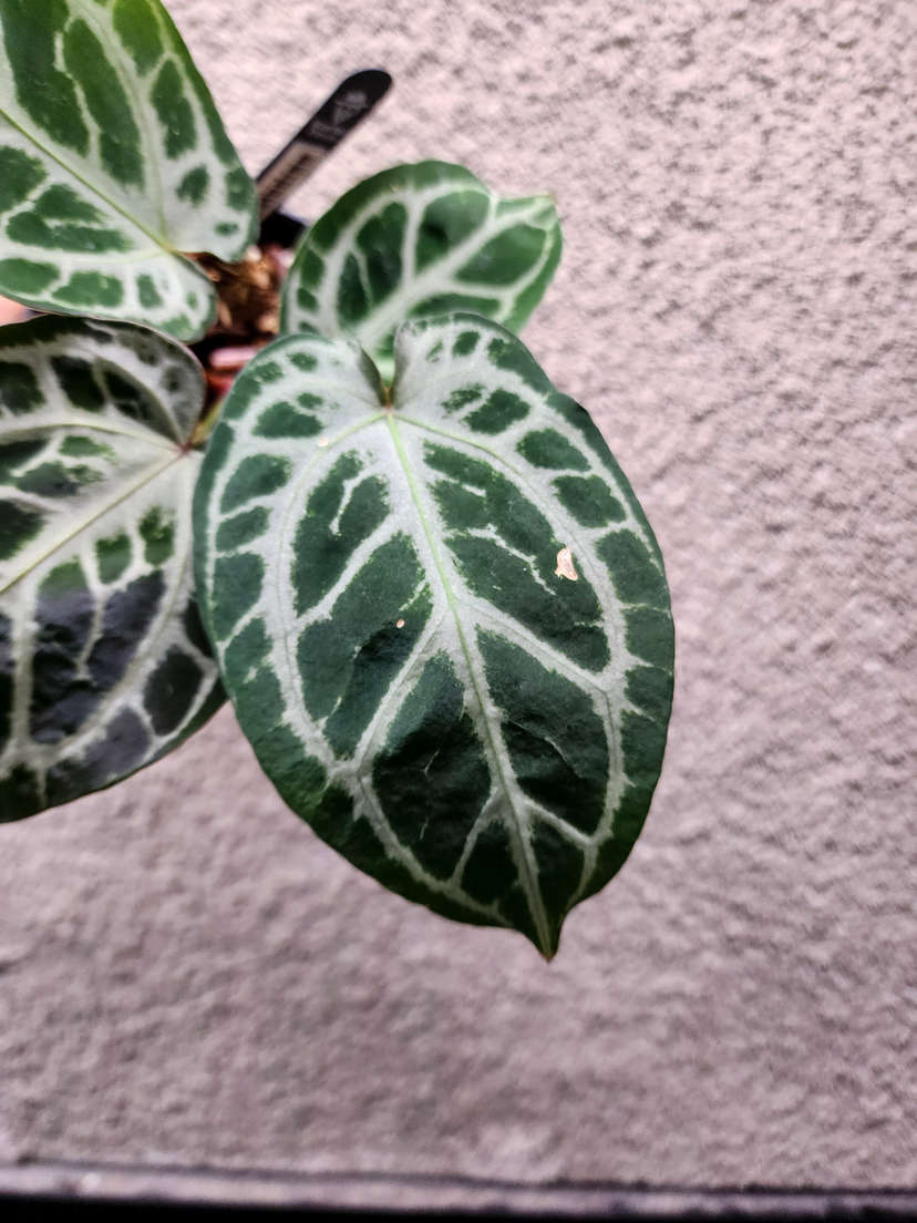 Anthurium Mojang Geulis