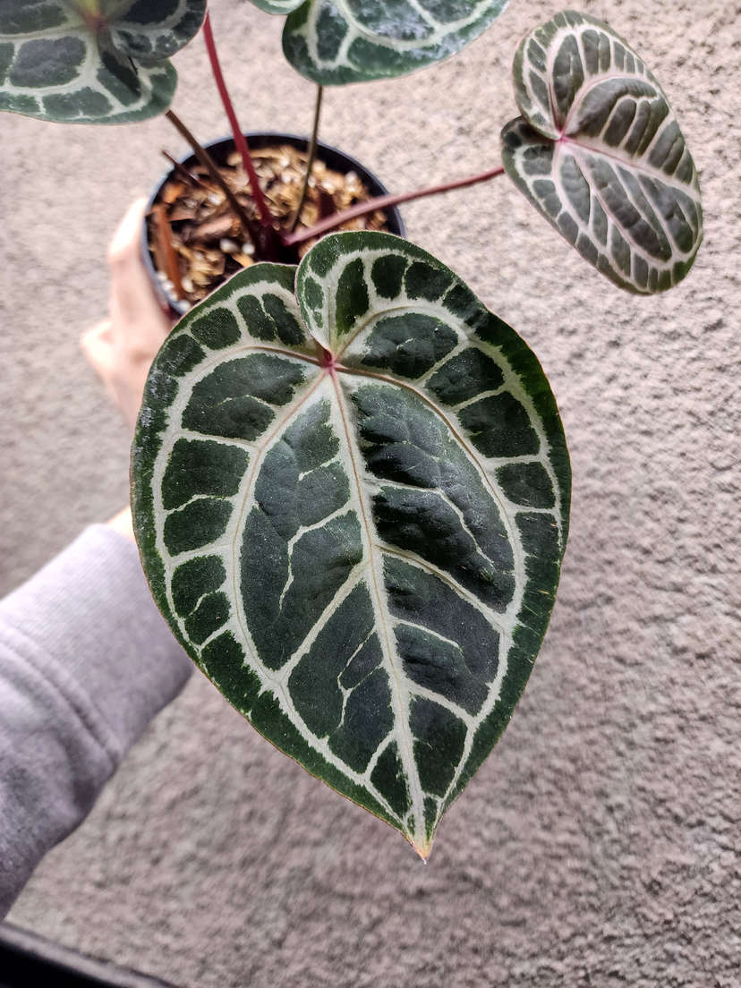 Anthurium Doc Block Red Crystallinum x NSE Red Crystallinum