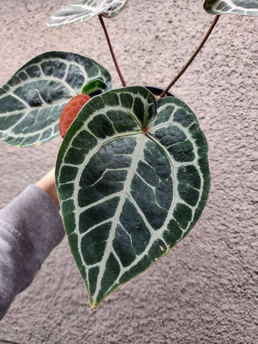 Anthurium Doc Block Red Crystallinum x NSE Red Crystallinum