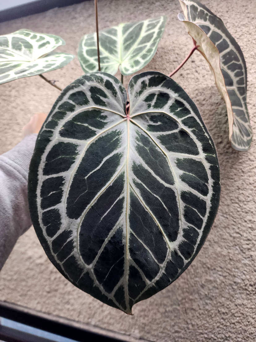 Anthurium Mojang Geulis