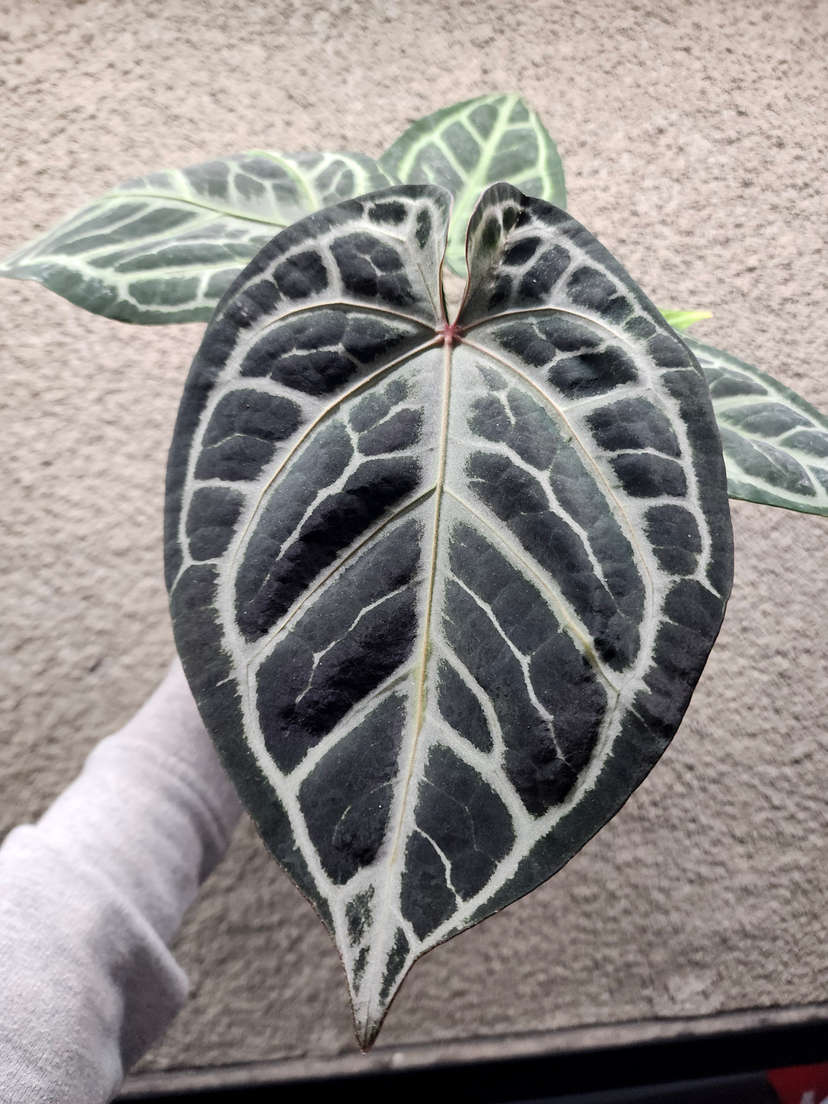 Anthurium Red Tiger x SKG Silver