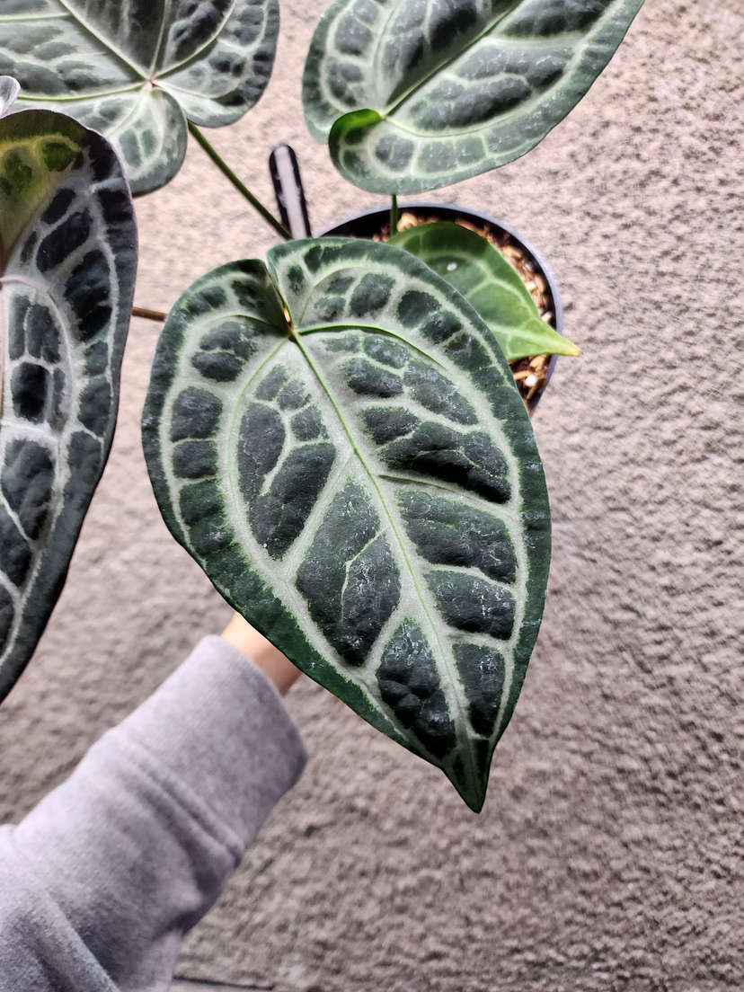 Anthurium Red Tiger x SKG Silver