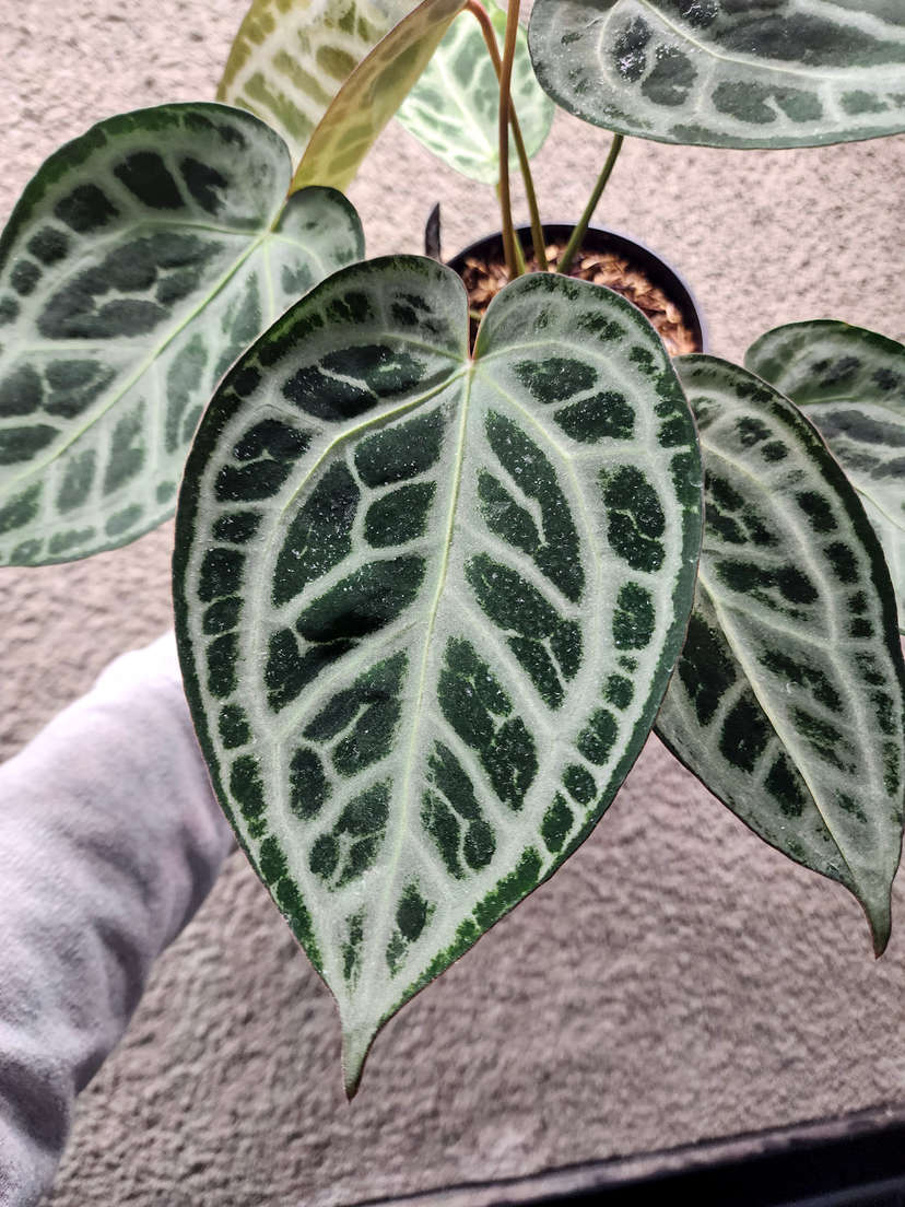 Anthurium HU/King of Spades x SKG 'Silver'