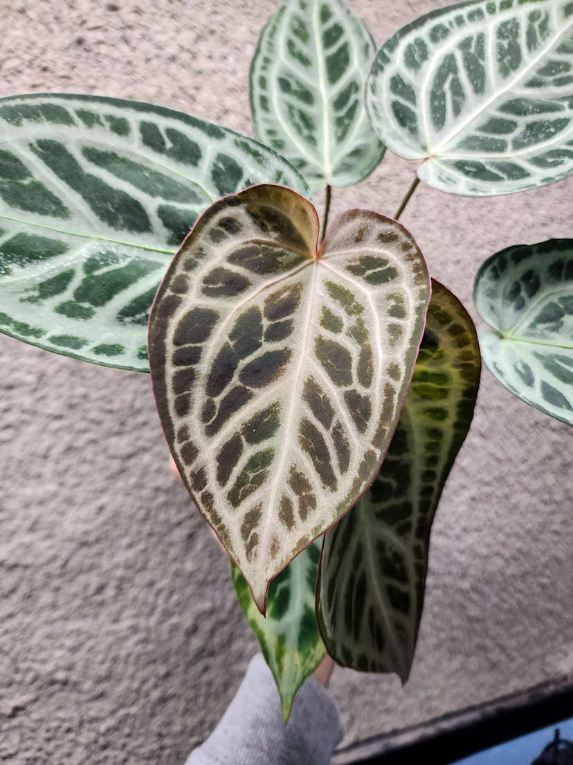 Anthurium HU/King of Spades x SKG 'Silver'