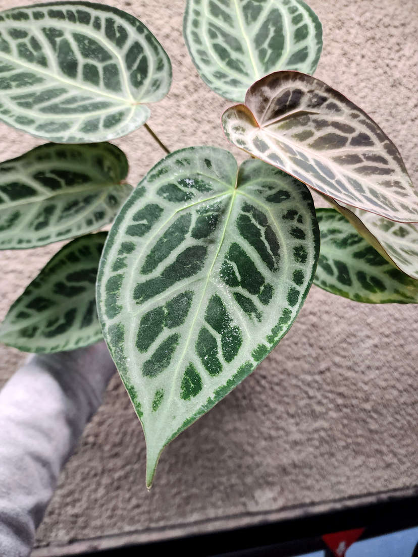 Anthurium HU/King of Spades x SKG 'Silver'