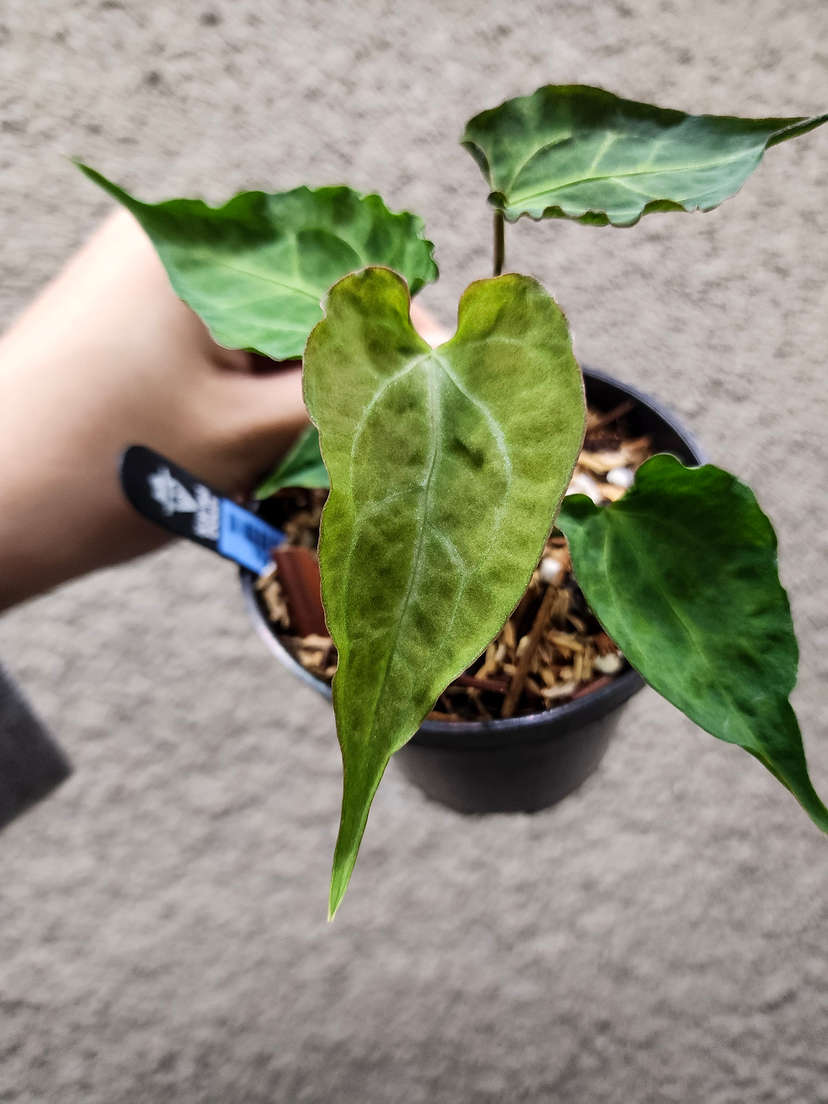 Anthurium Mojito Muchlis x Red Crystallinum