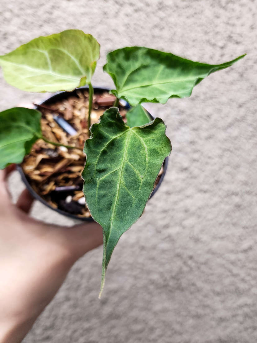 Anthurium Mojito Muchlis x Red Crystallinum