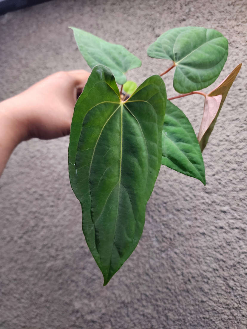 Anthurium RLFS x Red Vein Dark Phoenix