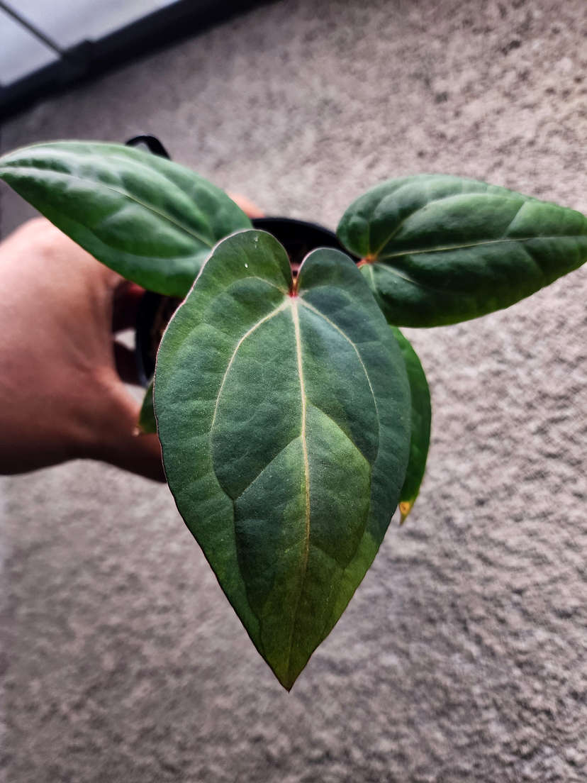 Anthurium Mint Variegated Night Dragon x Self