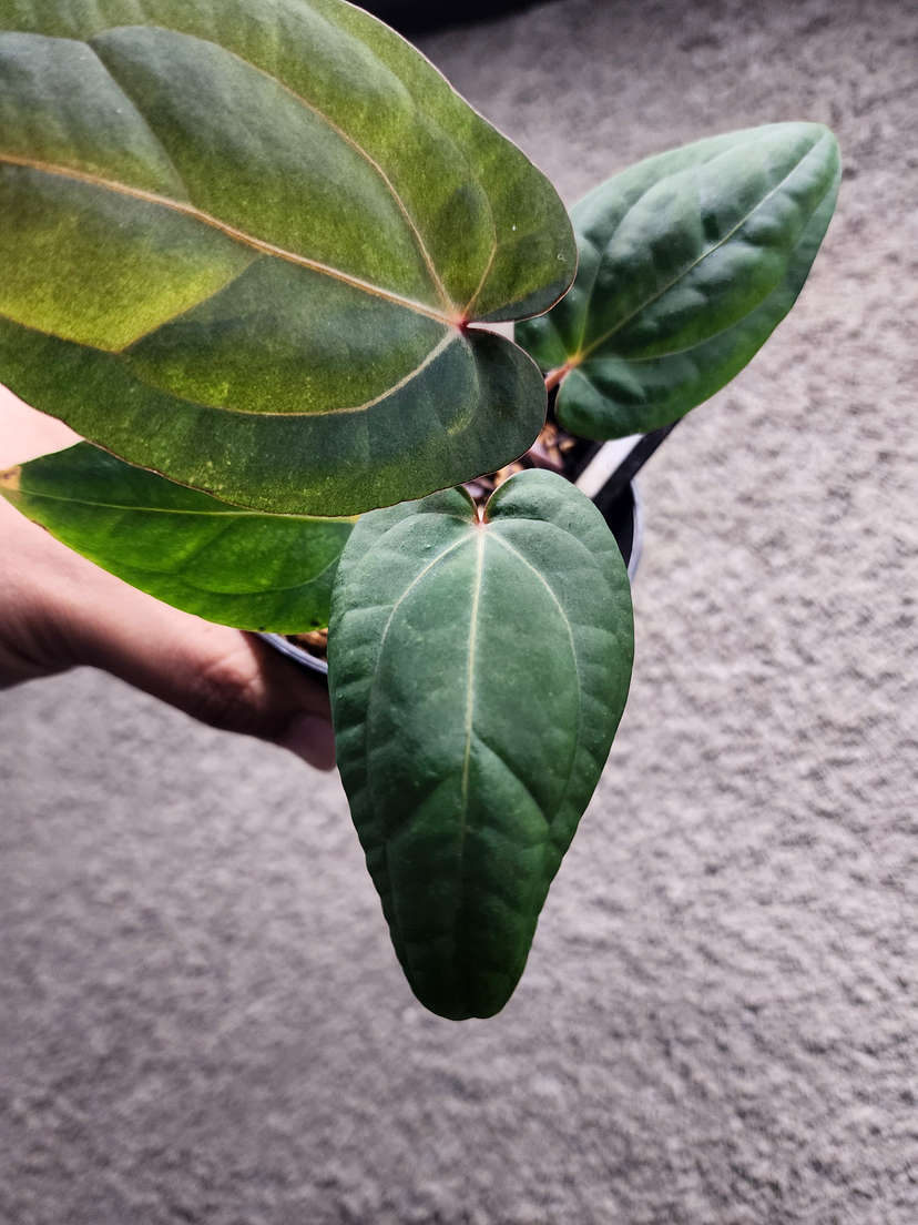 Anthurium Mint Variegated Night Dragon x Self