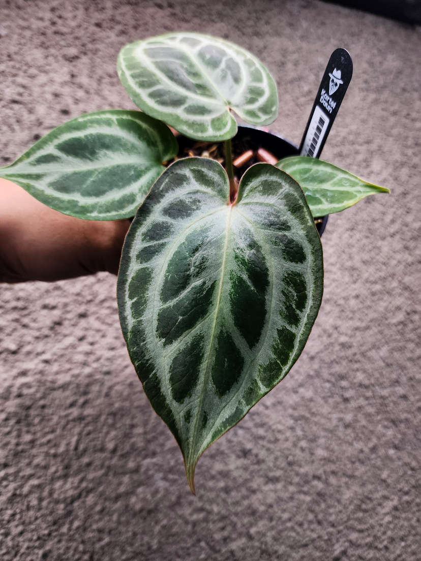 Anthurium Silver Ray Clone