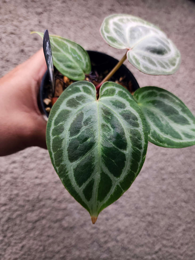 Anthurium Silver Ray Clone