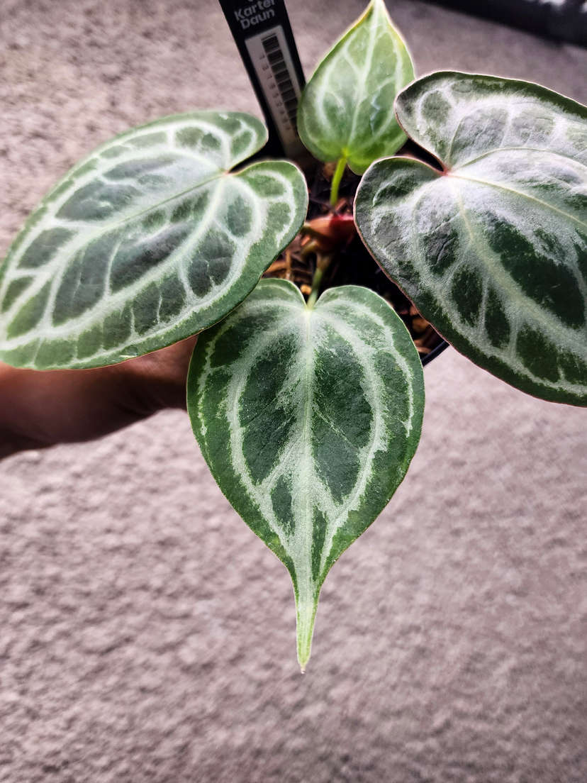 Anthurium Silver Ray Clone