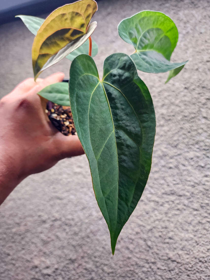 Anthurium Fort Sherman x Ace of Spades Dark Form