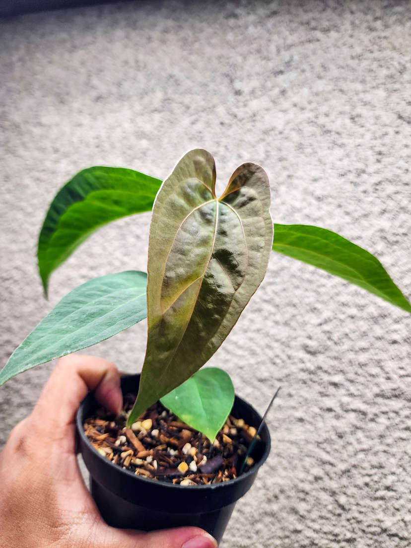 Anthurium Fort Sherman x Ace of Spades Dark Form
