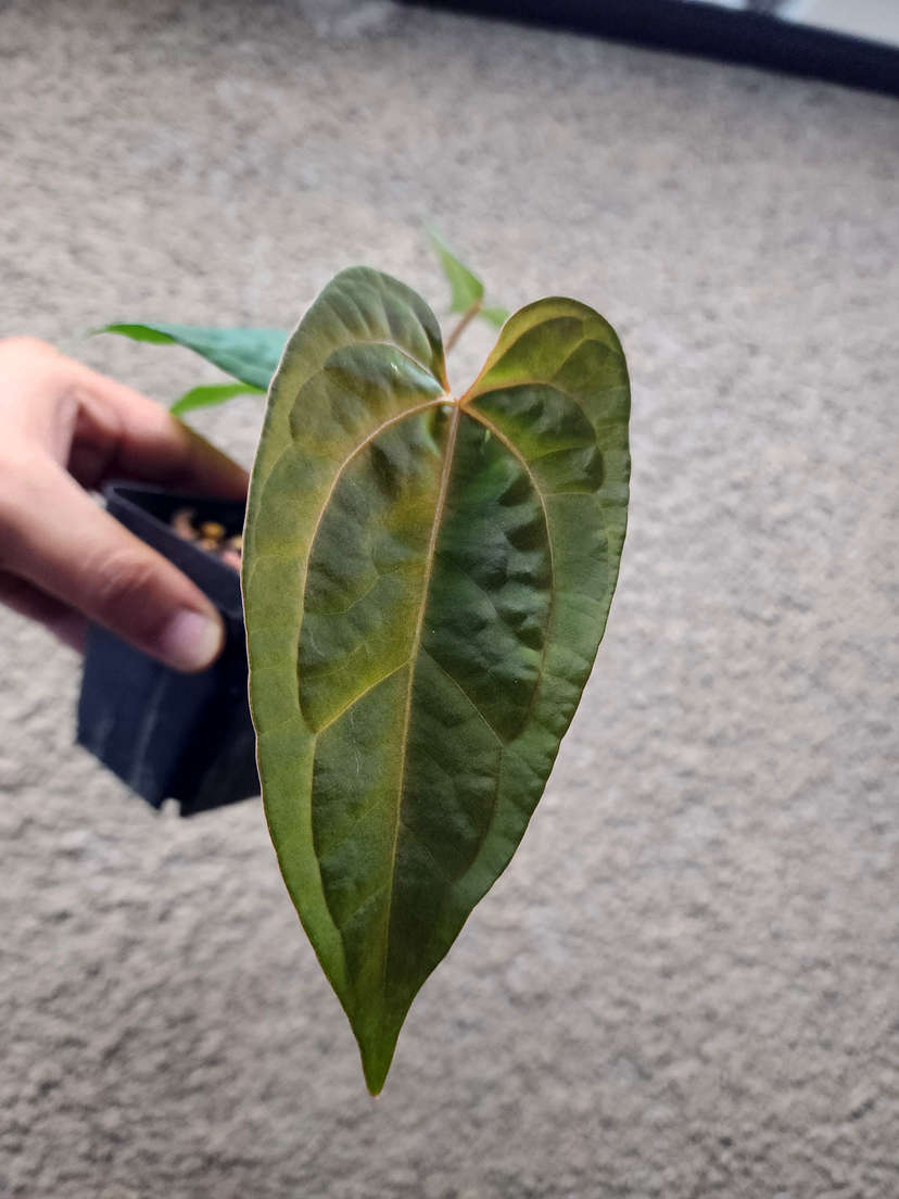 Anthurium Red Spider x Ace of Spades Dark Form