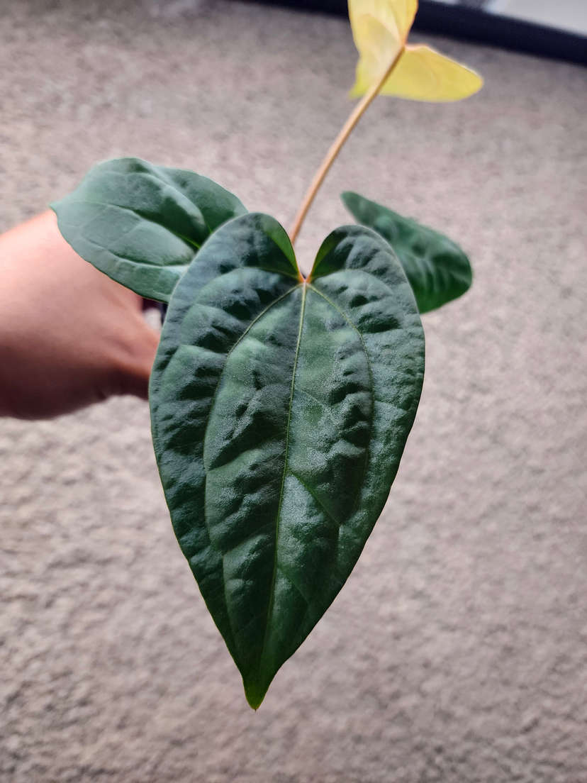 Anthurium Red Spider x Ace of Spades Dark Form