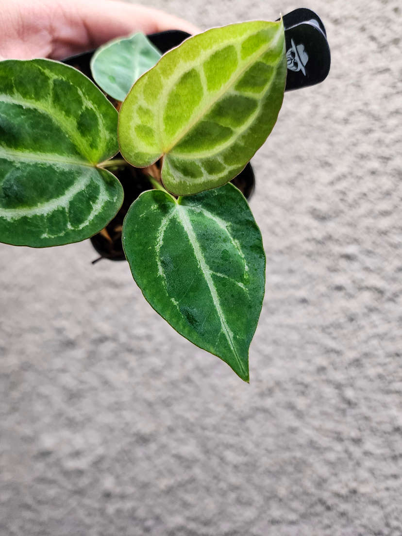Anthurium Gorgon x HURC Round