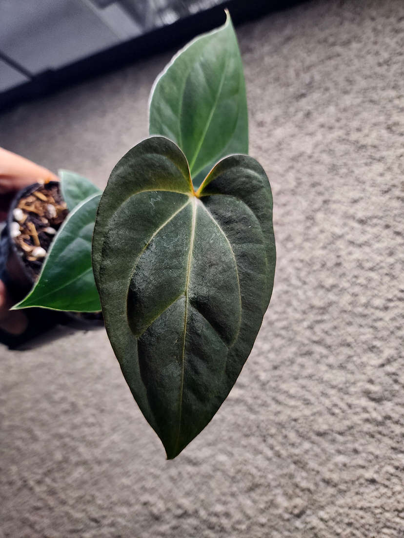 Anthurium Carlablackiae x (Golden Sunrise x RVDP)
