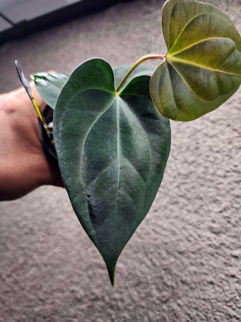 Anthurium Carlablackiae x (Golden Sunrise x RVDP)