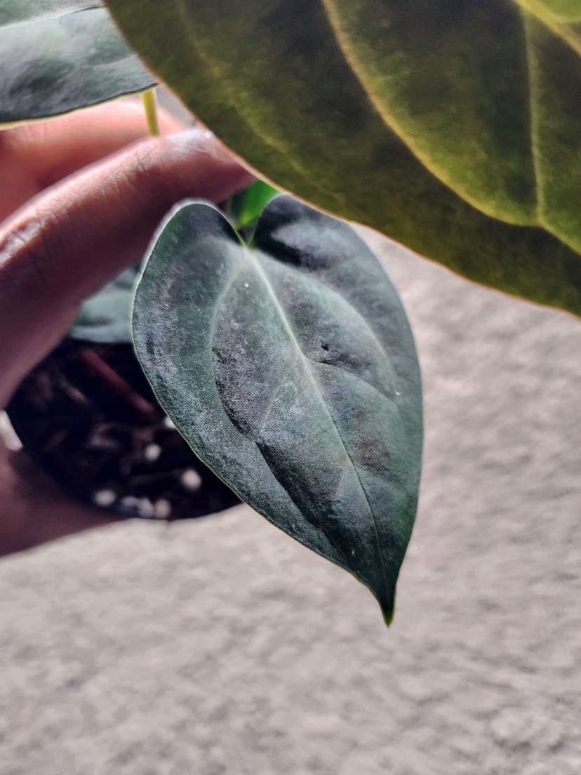 Anthurium Carlablackiae x (Golden Sunrise x RVDP)