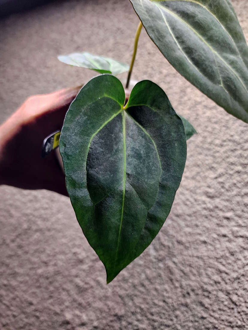 Anthurium Carlablackiae x (Golden Sunrise x RVDP)
