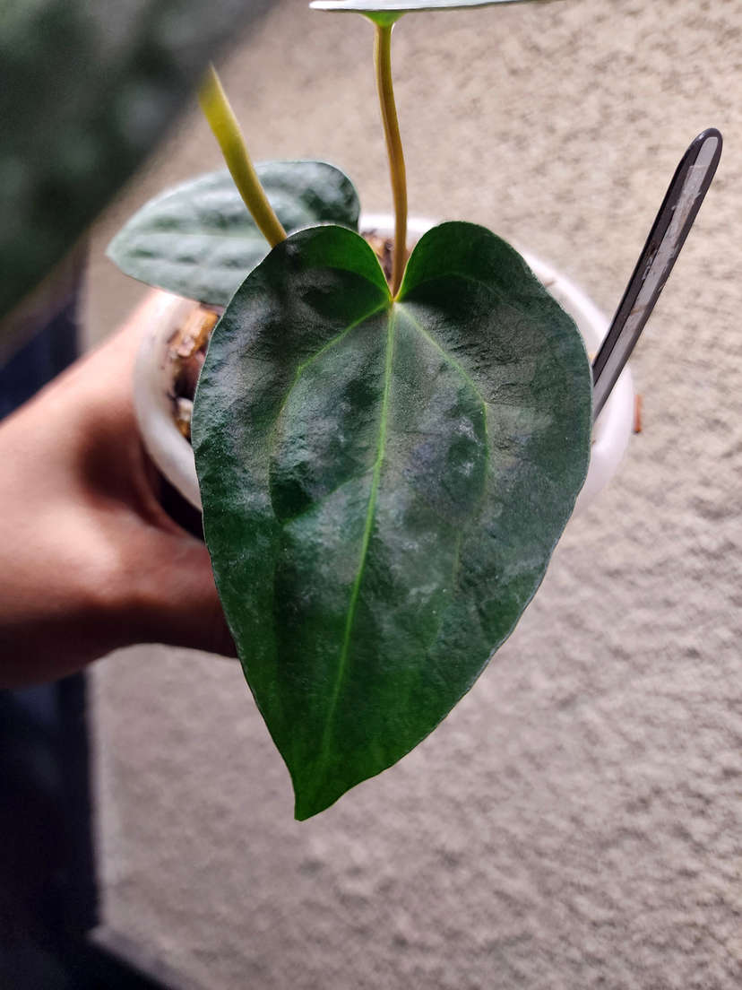 Anthurium Carlablackiae x (Golden Sunrise x RVDP)