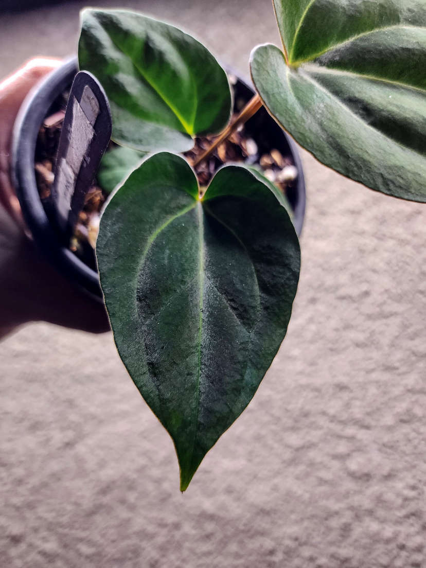 Anthurium Carlablackiae x (Golden Sunrise x RVDP)