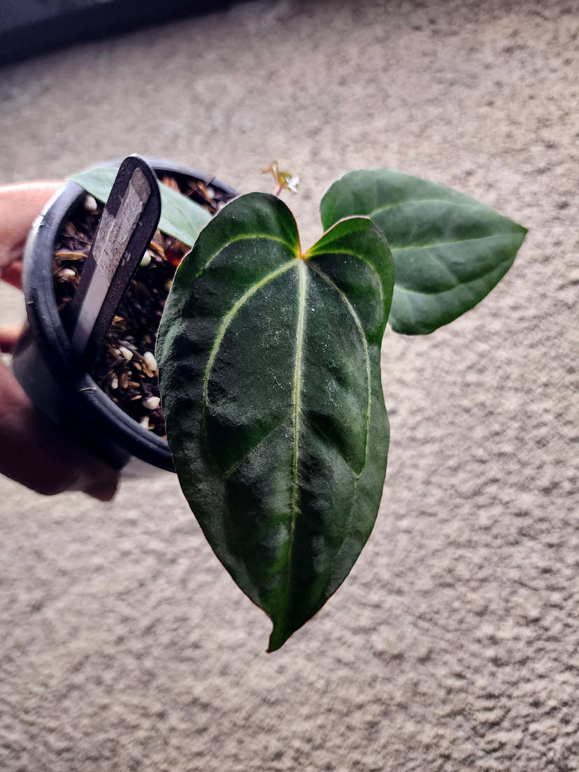 Anthurium Carlablackiae x (Golden Sunrise x RVDP)